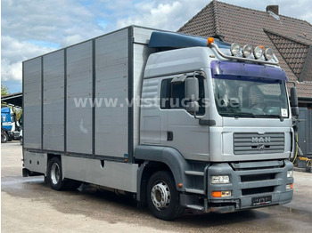 משאית להובלת בעלי חיים MAN TGA 18.390 4x2 1.Stock Cuppers Viehtransporter: תמונה 3