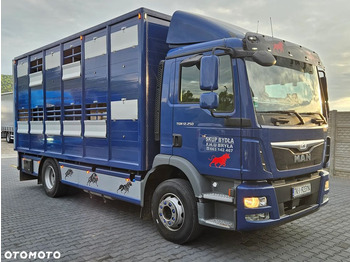 משאית להובלת בעלי חיים MAN TGM 15.250