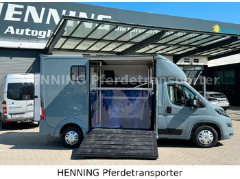 משאית סוסים Peugeot Boxer 3-Sitzer *NEUWAGEN* 1000 KG NUTZLAST: תמונה 4 משאית סוסים Peugeot Boxer 3-Sitzer *NEUWAGEN* 1000 KG NUTZLAST: תמונה 4