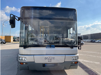 הַחכָּרָה  Man Lion's Classic Man Lion's Classic: תמונה 2