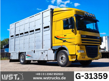 משאית סוסים DAF XF