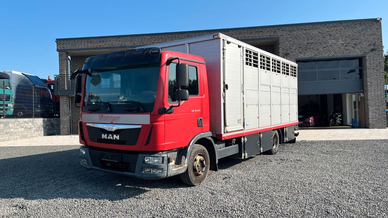 MAN TGL 10.220 Viehtransporter Rampe Trennwände - משאית סוסים: תמונה 2 MAN TGL 10.220 Viehtransporter Rampe Trennwände - משאית סוסים: תמונה 2