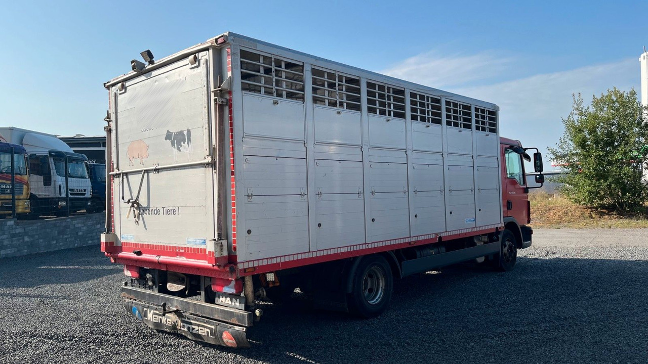 MAN TGL 10.220 Viehtransporter Rampe Trennwände - משאית סוסים: תמונה 4 MAN TGL 10.220 Viehtransporter Rampe Trennwände - משאית סוסים: תמונה 4