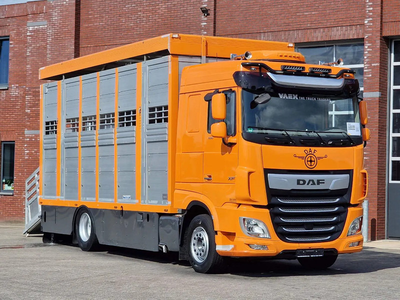 DAF XF 530 4x2 - Livestock Menke 2 deck water & ventilation - משאית להובלת בעלי חיים: תמונה 1 DAF XF 530 4x2 - Livestock Menke 2 deck water & ventilation - משאית להובלת בעלי חיים: תמונה 1