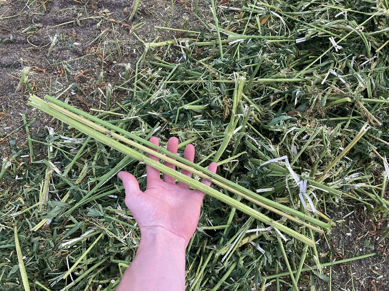 New Holland FR9060 for hemp harvest hemp harvester - מקצרת מספוא: תמונה 5 New Holland FR9060 for hemp harvest hemp harvester - מקצרת מספוא: תמונה 5