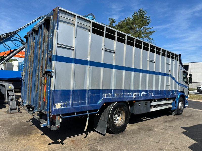 Scania P310 4x2 LIVESTOCK / VEEWAGEN / TIERTRANSPORT / BETAILLERE - ALU BOX 7m - MANUAL - A/C - BELGIAN TRUCK - משאית להובלת בעלי חיים: תמונה 5 Scania P310 4x2 LIVESTOCK / VEEWAGEN / TIERTRANSPORT / BETAILLERE - ALU BOX 7m - MANUAL - A/C - BELGIAN TRUCK - משאית להובלת בעלי חיים: תמונה 5