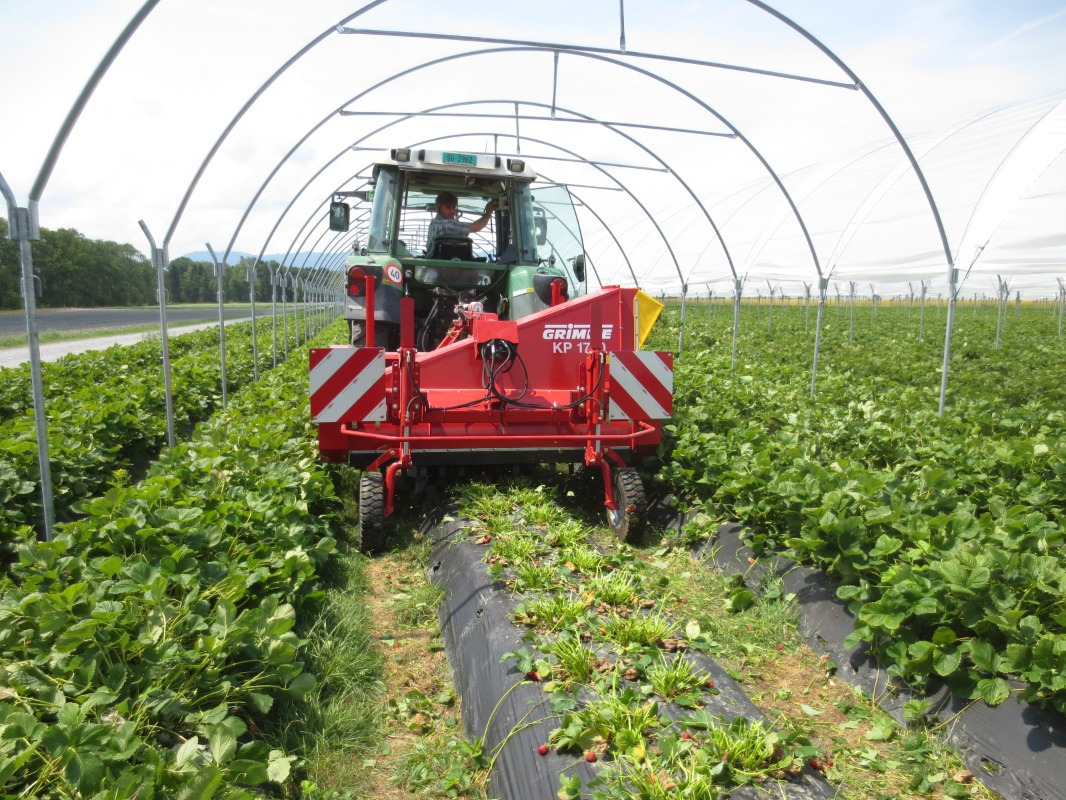 Grimme KP 1700 - מכונת קצירת ענבים: תמונה 2 Grimme KP 1700 - מכונת קצירת ענבים: תמונה 2