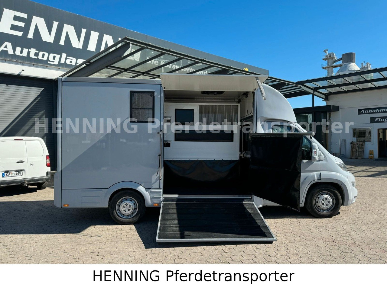 Citroën Jumper 3 - Sitzer *AUFBAU NEU* - משאית סוסים: תמונה 5 Citroën Jumper 3 - Sitzer *AUFBAU NEU* - משאית סוסים: תמונה 5