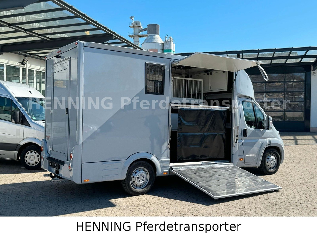 Citroën Jumper 3 - Sitzer *AUFBAU NEU* - משאית סוסים: תמונה 4 Citroën Jumper 3 - Sitzer *AUFBAU NEU* - משאית סוסים: תמונה 4