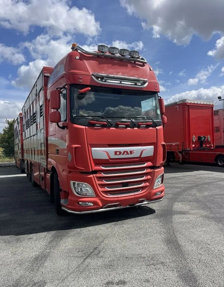 DAF XF 460 + Przyczepa Pezzaoli - 3X Trzoda, 2 X Bydło I 3 poziomy I Podnoszony dach I Hydroburta I Osie Skrętne I Poidła I Wentylatory I Pilot Manualny | Euro5 - משאית להובלת בעלי חיים: תמונה 1 DAF XF 460 + Przyczepa Pezzaoli - 3X Trzoda, 2 X Bydło I 3 poziomy I Podnoszony dach I Hydroburta I Osie Skrętne I Poidła I Wentylatory I Pilot Manualny | Euro5 - משאית להובלת בעלי חיים: תמונה 1