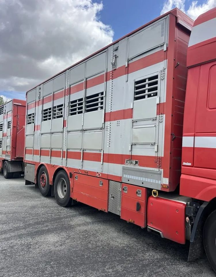 DAF XF 460 + Przyczepa Pezzaoli - 3X Trzoda, 2 X Bydło I 3 poziomy I Podnoszony dach I Hydroburta I Osie Skrętne I Poidła I Wentylatory I Pilot Manualny | Euro5 - משאית להובלת בעלי חיים: תמונה 5 DAF XF 460 + Przyczepa Pezzaoli - 3X Trzoda, 2 X Bydło I 3 poziomy I Podnoszony dach I Hydroburta I Osie Skrętne I Poidła I Wentylatory I Pilot Manualny | Euro5 - משאית להובלת בעלי חיים: תמונה 5