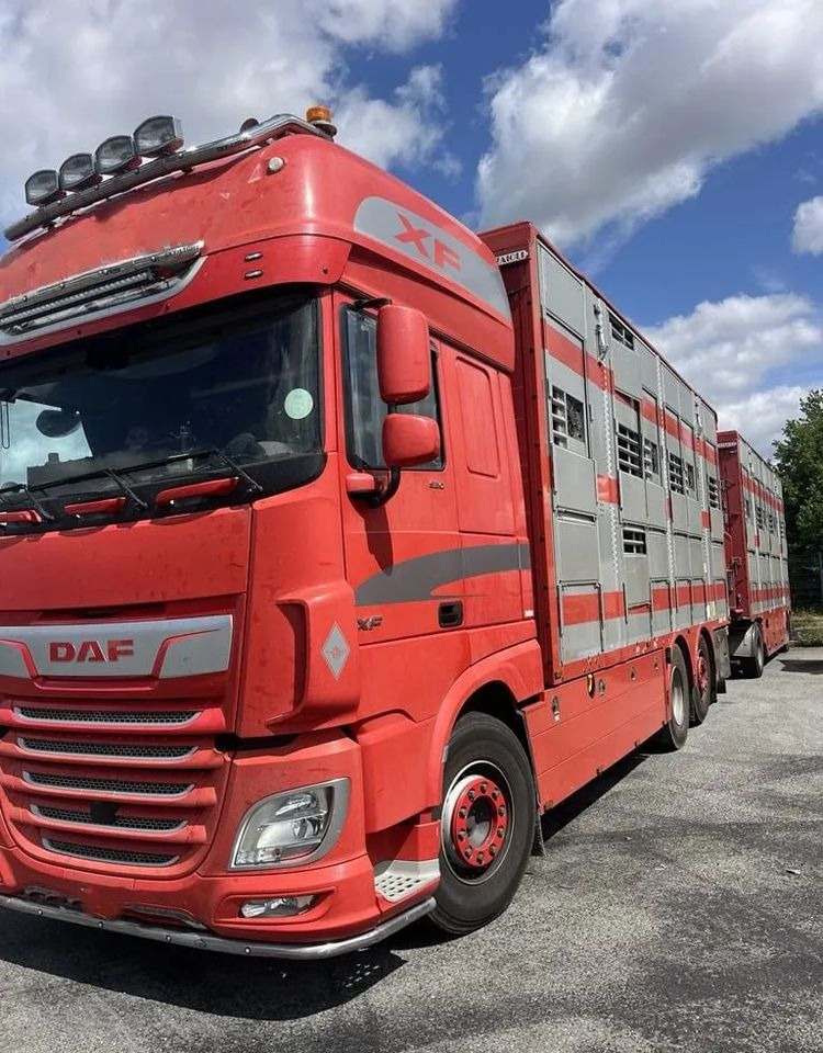 DAF XF 460 + Przyczepa Pezzaoli - 3X Trzoda, 2 X Bydło I 3 poziomy I Podnoszony dach I Hydroburta I Osie Skrętne I Poidła I Wentylatory I Pilot Manualny | Euro5 - משאית להובלת בעלי חיים: תמונה 2 DAF XF 460 + Przyczepa Pezzaoli - 3X Trzoda, 2 X Bydło I 3 poziomy I Podnoszony dach I Hydroburta I Osie Skrętne I Poidła I Wentylatory I Pilot Manualny | Euro5 - משאית להובלת בעלי חיים: תמונה 2