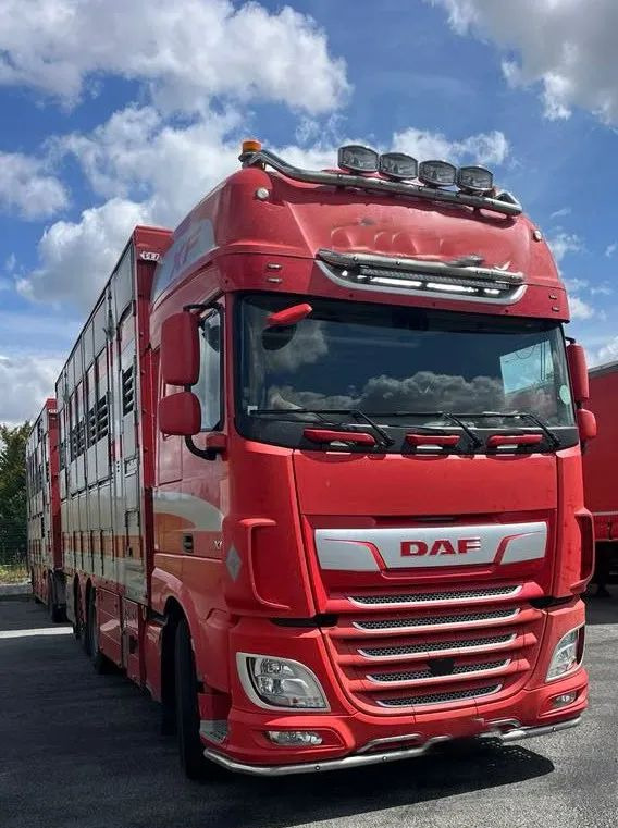 DAF XF 530 + Przyczepa Pezzaoli - 3X Trzoda, 2 X Bydło I 3 poziomy I Podnoszony dach I Hydroburta I Osie Skrętne I Poidła I Wentylatory I Pilot Manualny | - משאית להובלת בעלי חיים: תמונה 1 DAF XF 530 + Przyczepa Pezzaoli - 3X Trzoda, 2 X Bydło I 3 poziomy I Podnoszony dach I Hydroburta I Osie Skrętne I Poidła I Wentylatory I Pilot Manualny | - משאית להובלת בעלי חיים: תמונה 1