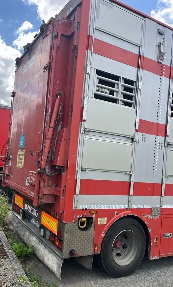 DAF XF 530 + Przyczepa Pezzaoli - 3X Trzoda, 2 X Bydło I 3 poziomy I Podnoszony dach I Hydroburta I Osie Skrętne I Poidła I Wentylatory I Pilot Manualny | - משאית להובלת בעלי חיים: תמונה 5 DAF XF 530 + Przyczepa Pezzaoli - 3X Trzoda, 2 X Bydło I 3 poziomy I Podnoszony dach I Hydroburta I Osie Skrętne I Poidła I Wentylatory I Pilot Manualny | - משאית להובלת בעלי חיים: תמונה 5