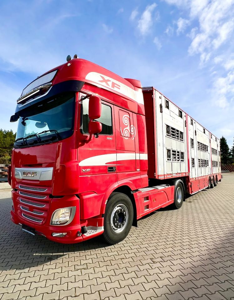 Pezzaioli NACZEPA 2017 / 3 POZIOMY / TRANSPORT ZWIERZĄT / HYDRAULIKA / STEROWANIE PILOTEM/ PODNOSZONY DACH / - סמיטריילר להובלת בעלי חיים: תמונה 5 Pezzaioli NACZEPA 2017 / 3 POZIOMY / TRANSPORT ZWIERZĄT / HYDRAULIKA / STEROWANIE PILOTEM/ PODNOSZONY DACH / - סמיטריילר להובלת בעלי חיים: תמונה 5