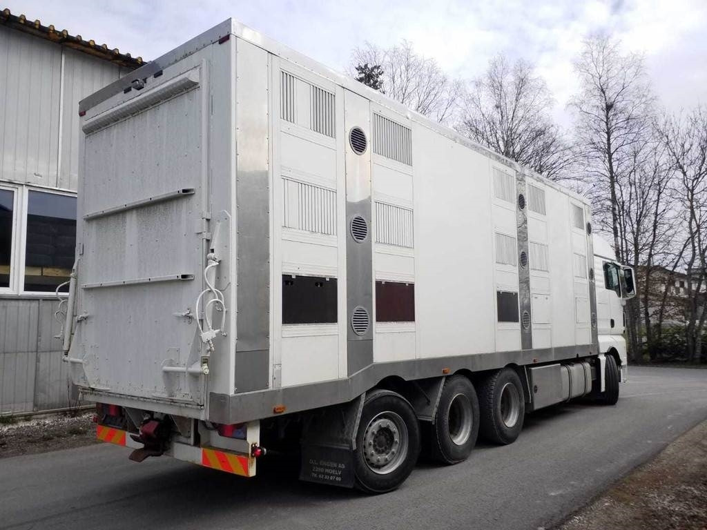 MAN TGX 35.540 8X4 TRIDEM ANIMAL  - משאית להובלת בעלי חיים: תמונה 3 MAN TGX 35.540 8X4 TRIDEM ANIMAL  - משאית להובלת בעלי חיים: תמונה 3