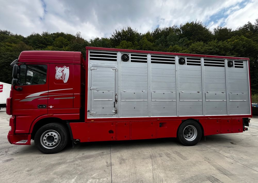 DAF XF 105.460 Euro 5 // Manual // Retarder // Do Żywca / Bydła / Zwierząt / - משאית להובלת בעלי חיים: תמונה 5 DAF XF 105.460 Euro 5 // Manual // Retarder // Do Żywca / Bydła / Zwierząt / - משאית להובלת בעלי חיים: תמונה 5