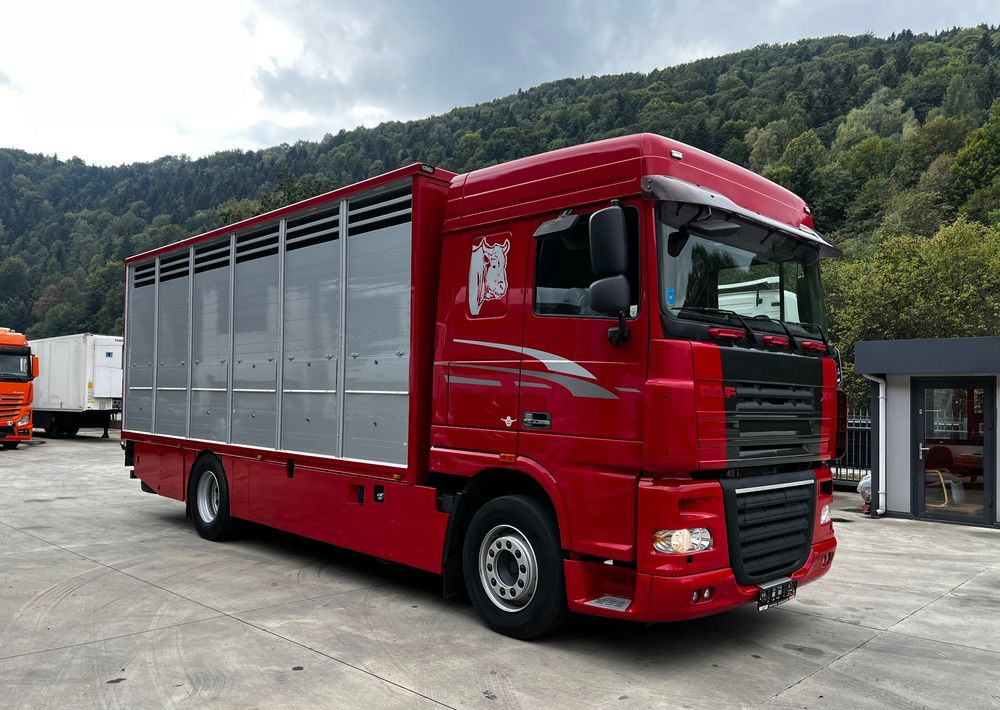 DAF XF 105.460 Euro 5 // Manual // Retarder // Do Żywca / Bydła / Zwierząt / - משאית להובלת בעלי חיים: תמונה 2 DAF XF 105.460 Euro 5 // Manual // Retarder // Do Żywca / Bydła / Zwierząt / - משאית להובלת בעלי חיים: תמונה 2