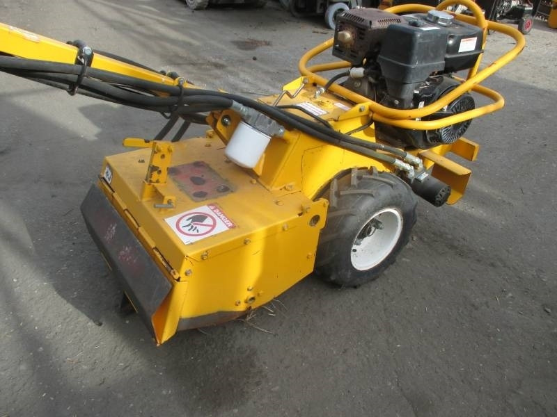 Barreto 1320H - שתיל גינה: תמונה 2 Barreto 1320H - שתיל גינה: תמונה 2