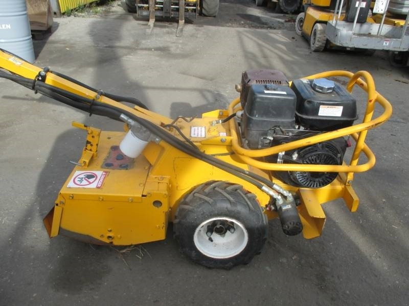 Barreto 1320H - שתיל גינה: תמונה 1 Barreto 1320H - שתיל גינה: תמונה 1