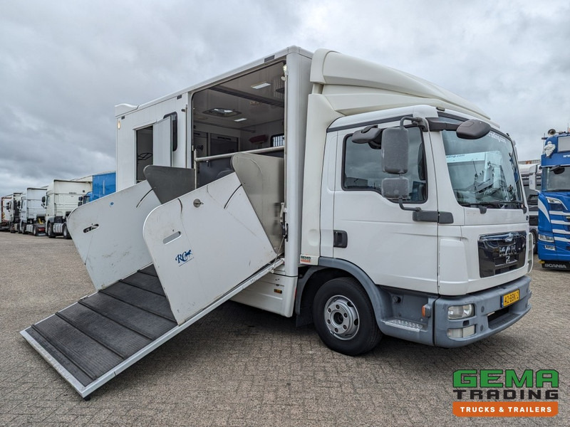 MAN TGL 12.250 4x2 Euro5 EEV RC HorseTruck - 2a3 Paards - 135.000km - MARGE (V821) - משאית סוסים: תמונה 3 MAN TGL 12.250 4x2 Euro5 EEV RC HorseTruck - 2a3 Paards - 135.000km - MARGE (V821) - משאית סוסים: תמונה 3