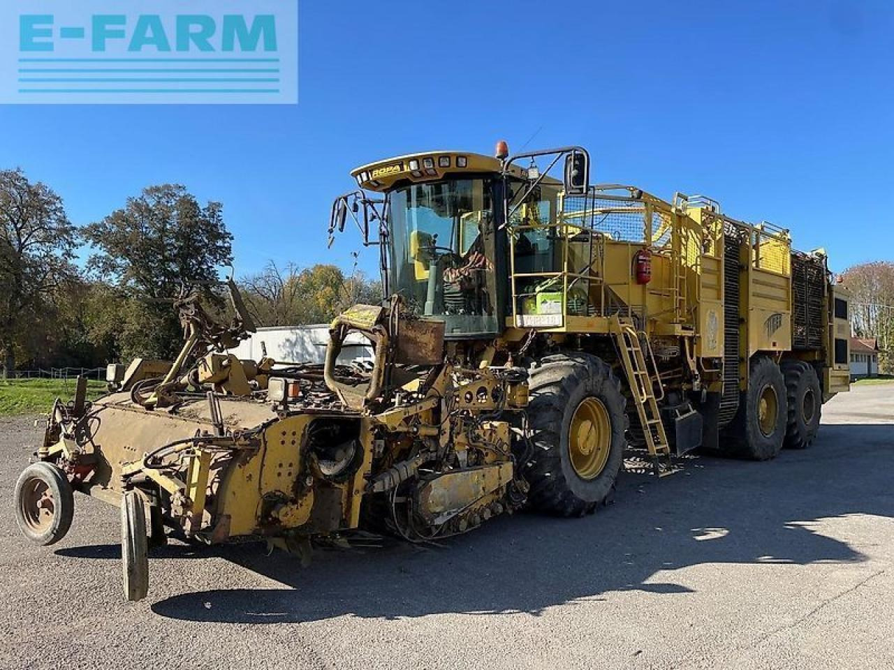 Ropa euro tiger - מקצרת סלק: תמונה 3 Ropa euro tiger - מקצרת סלק: תמונה 3
