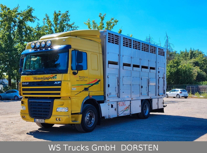 DAF XF410 Menke Doppelstock - משאית להובלת בעלי חיים: תמונה 1 DAF XF410 Menke Doppelstock - משאית להובלת בעלי חיים: תמונה 1