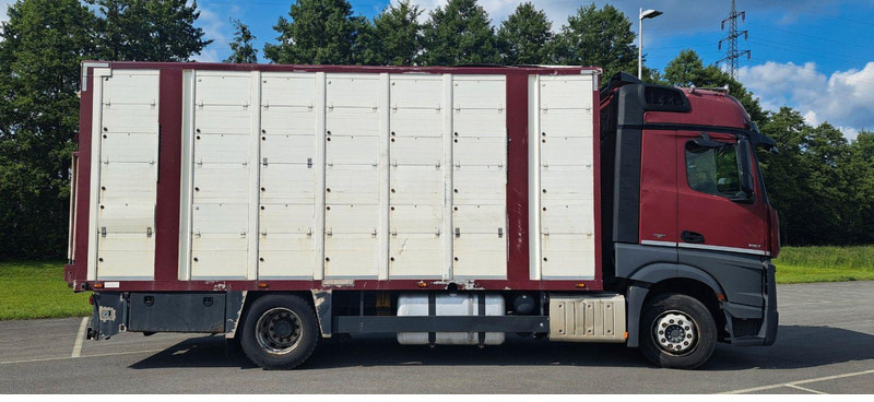 Mercedes-Benz Actros 1851 - משאית להובלת בעלי חיים: תמונה 2 Mercedes-Benz Actros 1851 - משאית להובלת בעלי חיים: תמונה 2